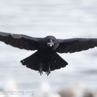 Crow with Mussel
