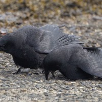 Displaying Crow