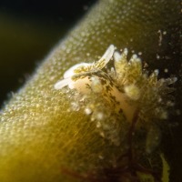Branched Sapsucker (<em>Placida dendritica</em>)