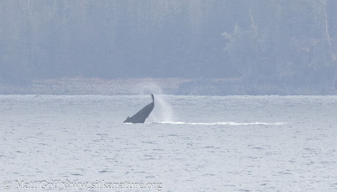 Humpback Whale Tail Lobbing