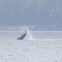 Humpback Whale Tail Lobbing