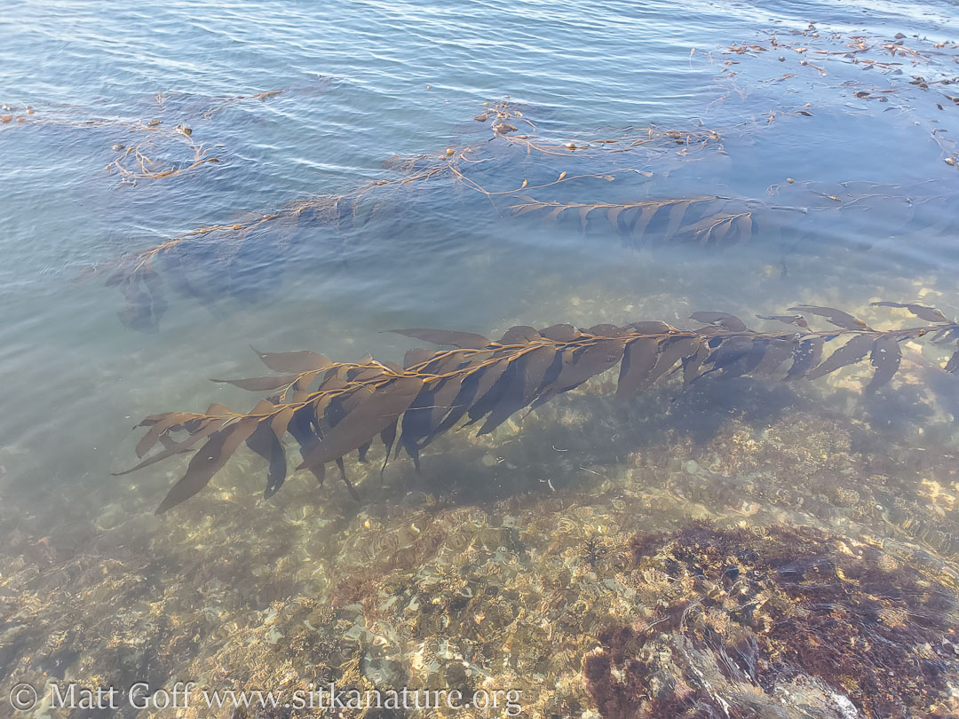 Kelp and Murky Water