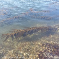 Kelp and Murky Water