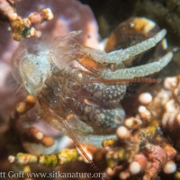 Grainy-hand Hermit Crab (<em>Pagurus granosimosus</em>) Molt