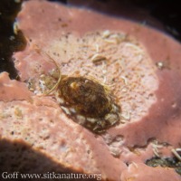 Limpet on Coralline Algae Crust