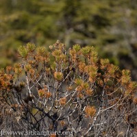 Off-color Shore Pines