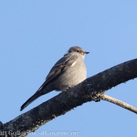 Townsend's Solitaire