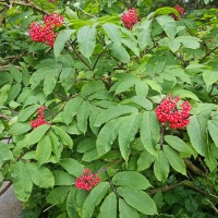 Red Elderberry (<em>Sambucus racemosa</em>)