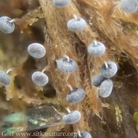 Slime Mold (<em>Physarum sp</em>)