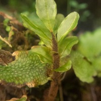 <em>Rhizomnium magnifoliumm</em>