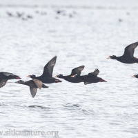 Surf Scoter Flyby