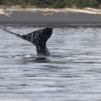 Gray Whale SpoutTail
