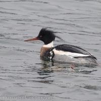 Red-breasted Merganser at the Channel
