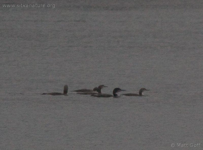 Common and Pacific Loons