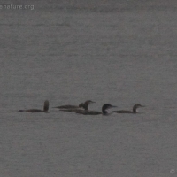 Common and Pacific Loons