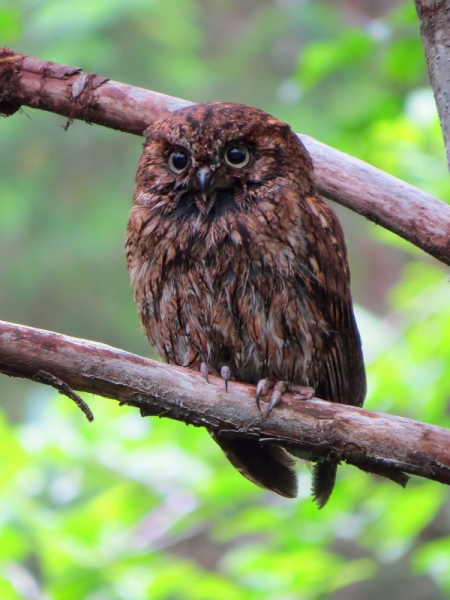 Red Phase Western Screech-Owl