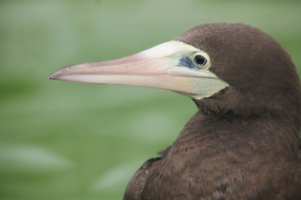 Brown Booby