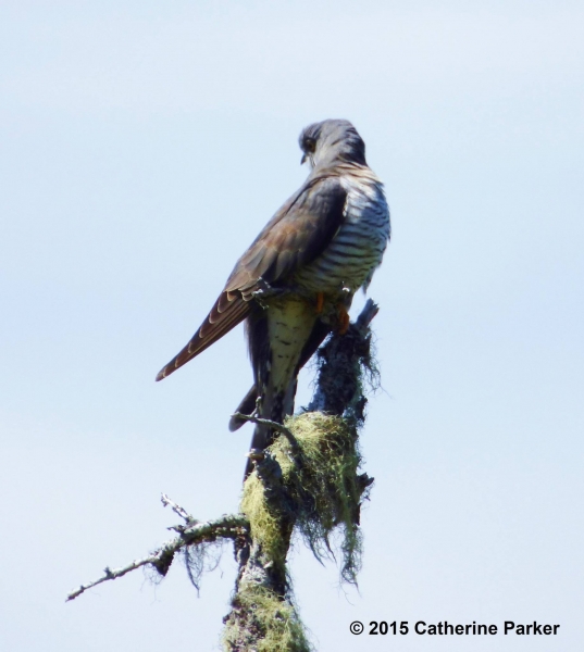 Common/Oriental Cuckoo