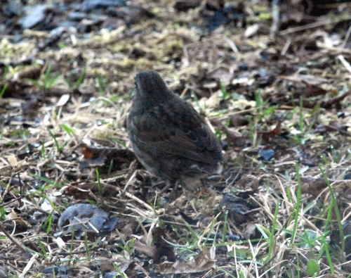 taillesssparrow-2