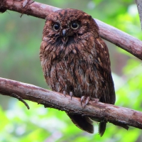 Red Phase Western Screech-Owl