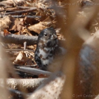 Leucistic Fox Sparrow (Passerella iliaca)