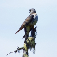 Common/Oriental Cuckoo