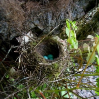 Hermit Thrush (Catharus guttatus) Nest