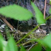 Hermit Thrush (Catharus guttatus) on Nest