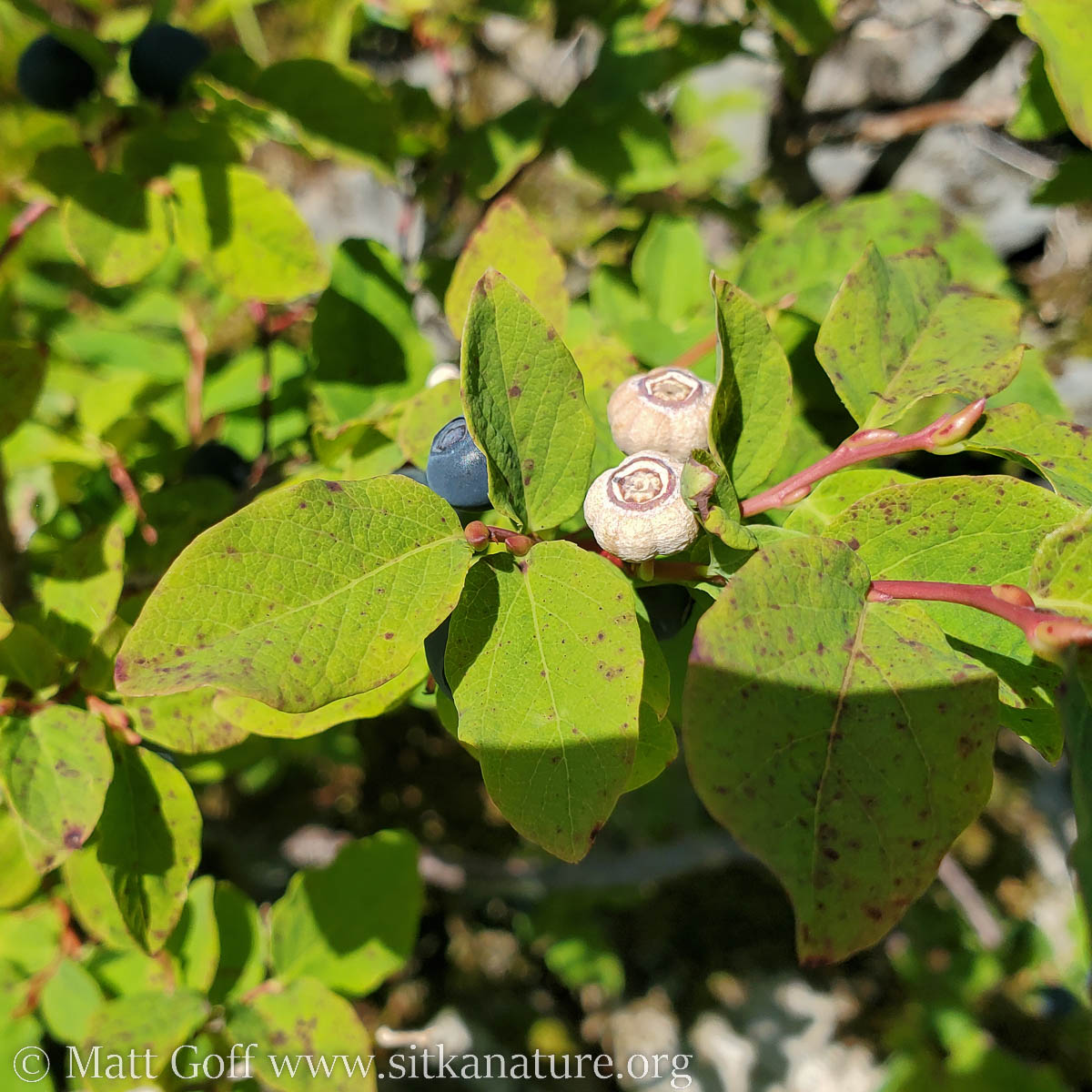photo of developing blueberries along with one infected by Monilinia